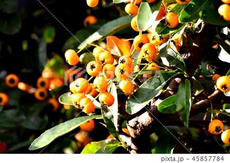 三鷹中原になるピラカンサ（タチバナモドキ）  45857784