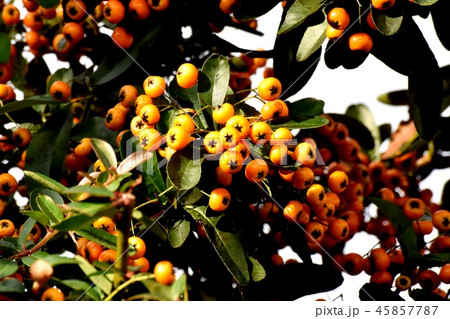 三鷹中原になるピラカンサ（タチバナモドキ）  45857787