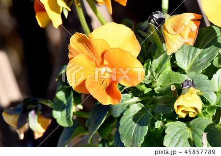 三鷹中原に咲くオレンジのパンジー 45857789