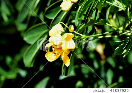 三鷹中原に咲くコバノセンナ 45857929