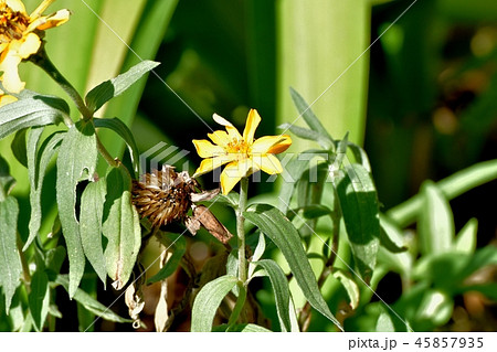 三鷹中原に咲くコレオプシス 45857935