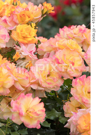 バラの花 バラの花 45857943