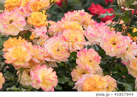 バラの花 バラの花 45857944