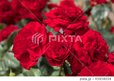 赤いバラの花 45858038