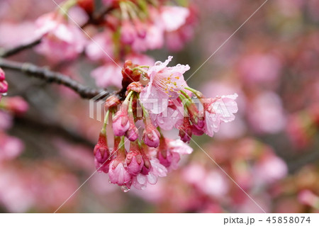 横浜緋桜_雨のしずく 45858074