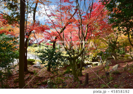 百済寺紅葉 45858192