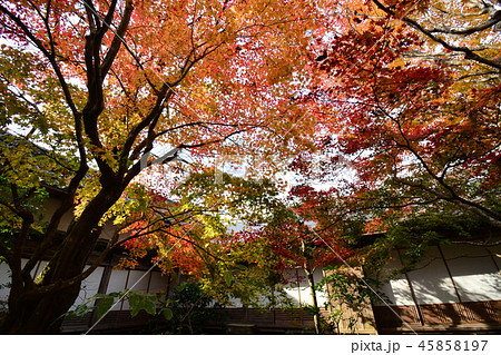 百済寺紅葉 45858197