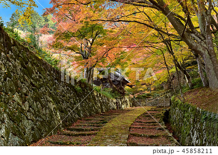 百済寺紅葉 45858211