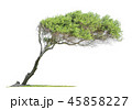 Tilted  eucalyptus tree 45858227