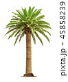 Palm on white background 45858239