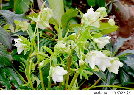 三鷹中原に咲くクリスマスローズ 45858338