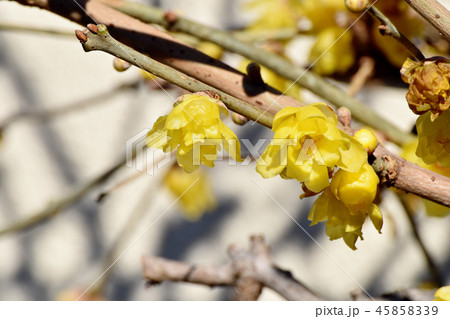 三鷹中原に咲くロウバイ 三鷹中原に咲くロウバイ 45858339