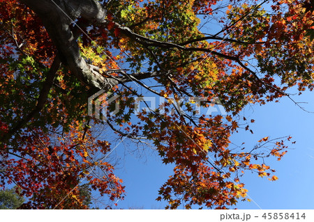 栃木県清水寺の紅葉 45858414