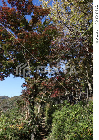 太平山ハイキングコースの紅葉 太平山ハイキングコースの紅葉 45858421