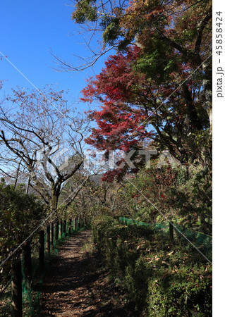 太平山ハイキングコースの紅葉 太平山ハイキングコースの紅葉 45858424