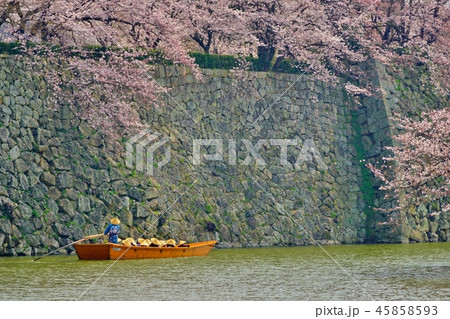 桜の季節 45858593