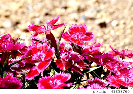 三鷹中原に咲く赤とピンク複色のアメリカナデシコ 45858760