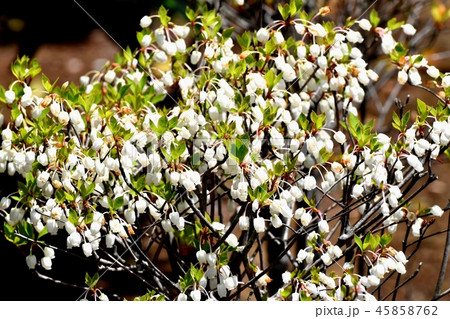 三鷹中原に咲くドウダンツツジ 45858762