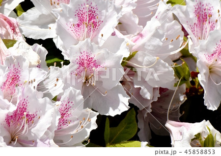 三鷹中原に咲くヒラドツツジ 45858853