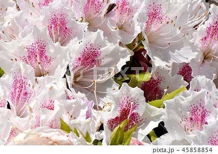 三鷹中原に咲くヒラドツツジ 三鷹中原に咲くヒラドツツジ 45858854