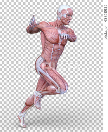 人體模型 45858933