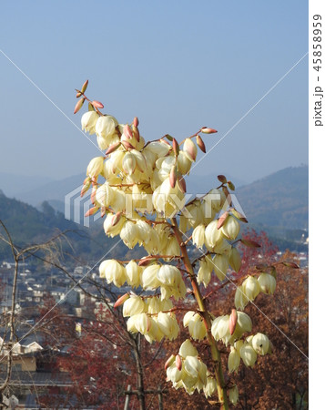 秋に咲いた「ユッカラン」の花 秋に咲いた「ユッカラン」の花 45858959