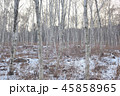 白樺 木 山 45858965