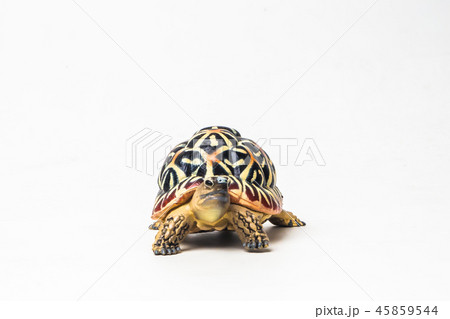 turtle on white background 45859544