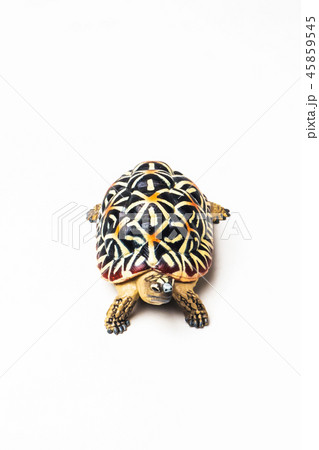 turtle on white background 45859545