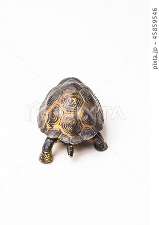 turtle on white background 45859546
