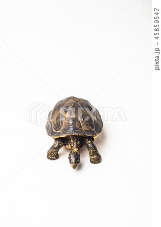 turtle on white background 45859547