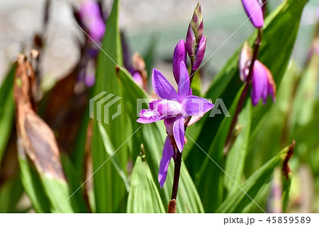 三鷹中原に咲くシラン 45859589