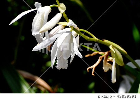 三鷹中原に咲く白いシラン（紫蘭） 45859591