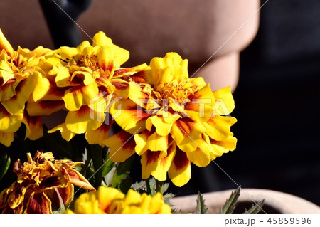 三鷹中原に咲く黄色と茶の複色マリ-ゴールド 45859596