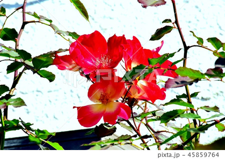 三鷹中原に咲く一重の赤いバラ（カクテル） 45859764