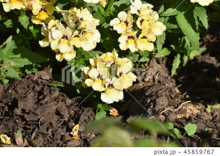 三鷹中原に咲く黄色いリナリア（ヒメキンギョソウ） 45859767