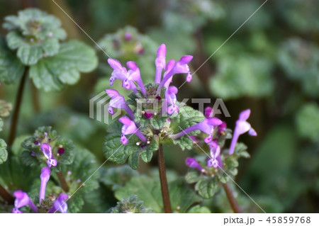 三鷹中原休耕畑に咲いたホトケノザ 45859768