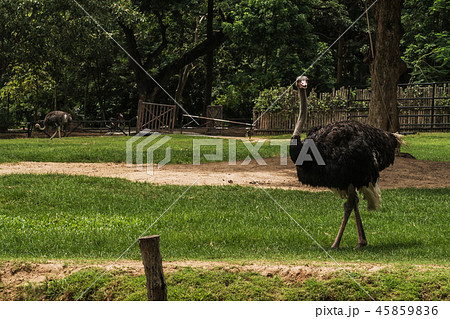 Cute african ostrich walking Cute african ostrich walking 45859836