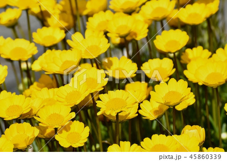 三鷹仙川公園に咲くクリサンセマムムルチコーレ 45860339