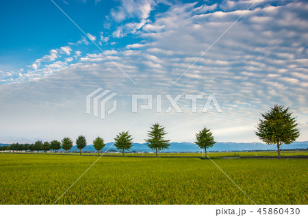 イチョウ並木と田園風景 45860430