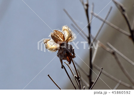 三鷹中原になるフヨウの種子 45860592