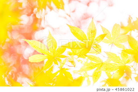 安國禅寺の額縁紅葉 45861022