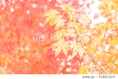 安國禅寺の額縁紅葉 45861024