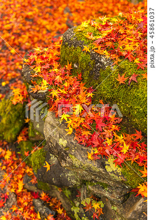 錦秋・京都安楽寺の紅葉! 錦秋・京都安楽寺の紅葉! 45861037