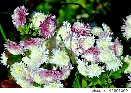 三鷹中原に咲くスプレーギク 45861060