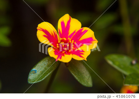 Closeup Portulaca flower in garden. Closeup Portulaca flower in garden. 45861076