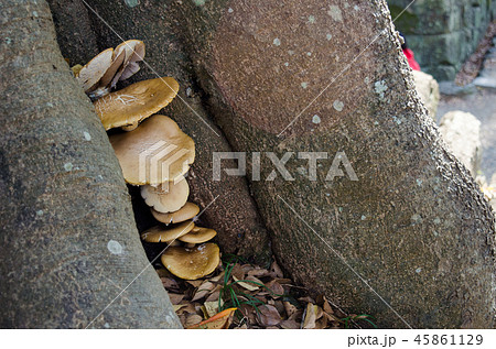 キノコ 45861129
