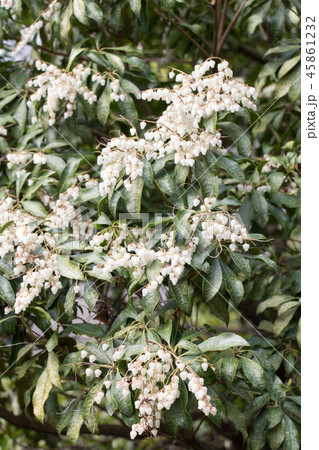 白いアセビの花 馬酔木 の写真素材