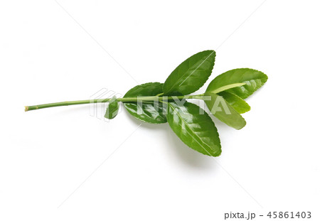 か 木の枝 葉 45861403