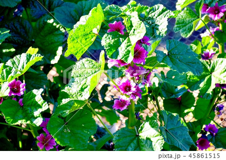 三鷹中原に咲くゼニアオイ 三鷹中原に咲くゼニアオイ 45861515